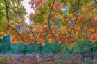 Washington State, Seabeck, Guillemot Cove Nature Preserve. Autumn maple tree foliage and forest. Art Print